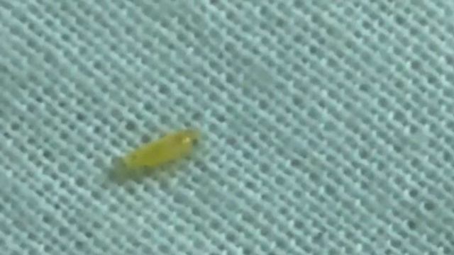 #GOLDEN INSECT смотреть онлайн