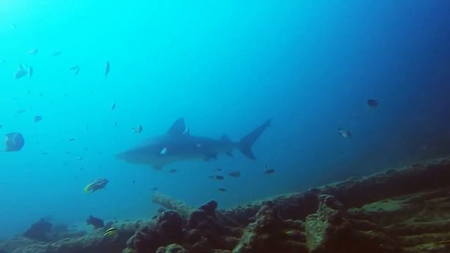 Shark Diving Cabo Pulmo - With Alan and Jason смотреть онлайн