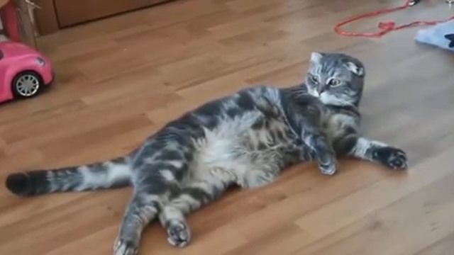 Котик Басик красиво лежит.😍😻 смотреть онлайн