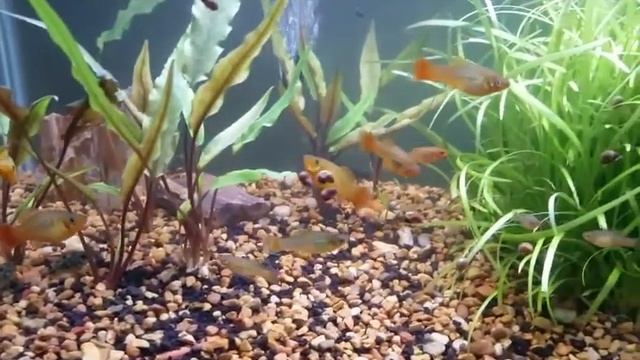 Rescape & Replanting in the 20 Gallon X. variatus Aquarium! Lots of Plants Propagated! смотреть онлайн