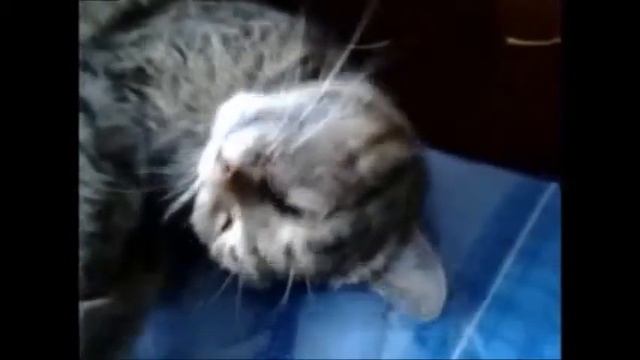 кот Барсик.#cat #кот смотреть онлайн