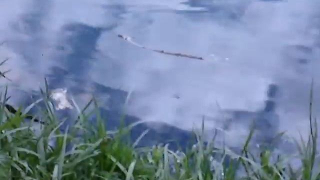 Kitaevo Kyiv, croaking of frogs. Китаево, кваканье лягушек, Киев смотреть онлайн