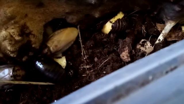 Манна небесная и тараканы смотреть онлайн