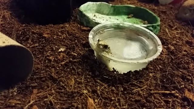 Baby Bufo Alvarius chilling in a condiment tray смотреть онлайн