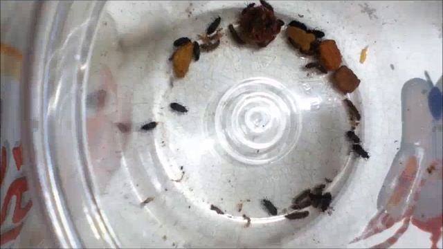 Dermestids Canada Dermestes Lardarius Colony 2018 Timelapse #10 1 смотреть онлайн