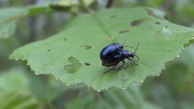 Zwarte Els смотреть онлайн