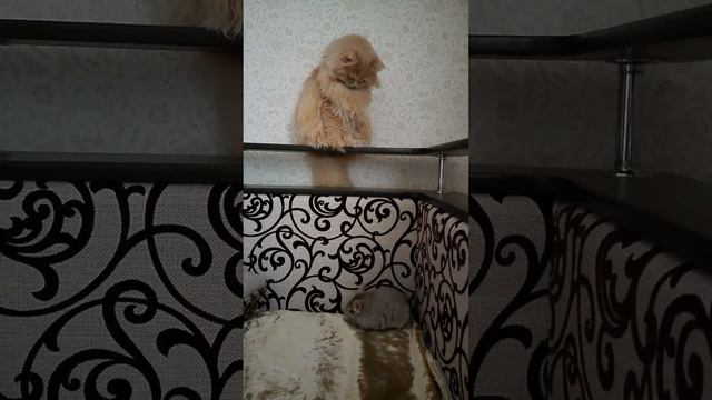 Кошка Барсик и шиншила дружат смотреть онлайн