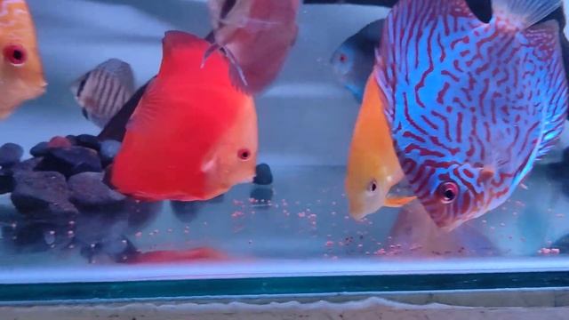 apakah discus mau makan pelet NRD. ganti pelet tetra bits ke nrd #discus #nrd #pelet #tetrabits смотреть онлайн