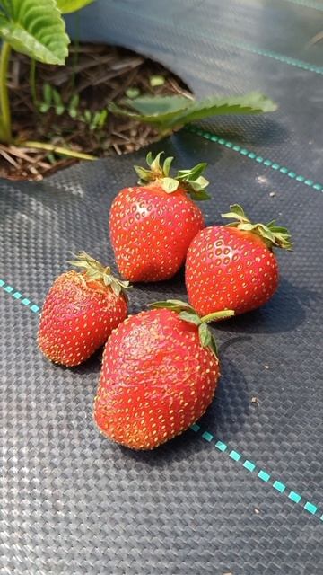Внимание, трипс! Как распознать? #strawberry #клубникавсибири смотреть онлайн