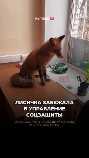Лисичка забежала в управление соцзащиты в Мытищах смотреть онлайн
