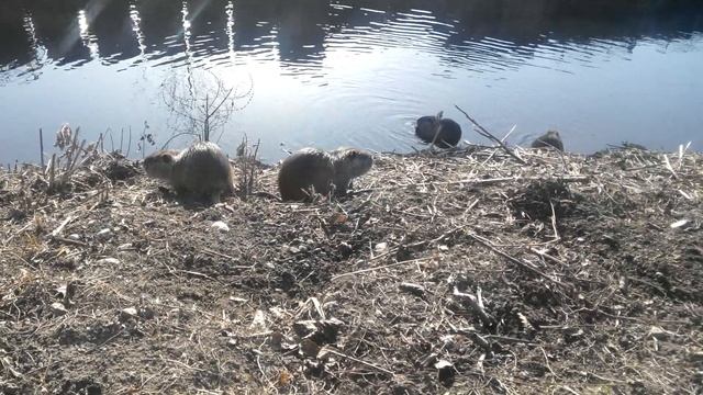 Злюки бобры охраняют озеро смотреть онлайн