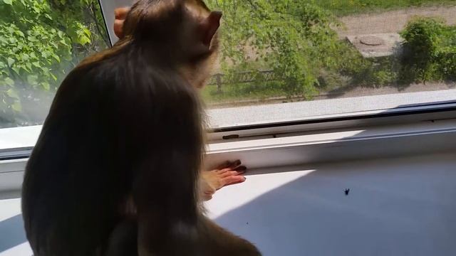 разбираем муху по кишочкам)) смотреть онлайн