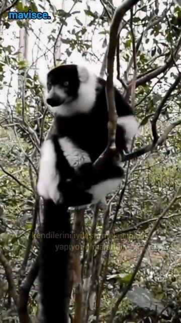 Kendilerine ilaç yapan Lemurlar 👀 #lemur #animals #facts #elevenlabs #primate #shorts смотреть онлайн