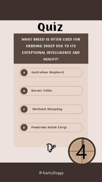What breed is often used for herding sheep due to its exceptional intelligence and agility #shorts смотреть онлайн