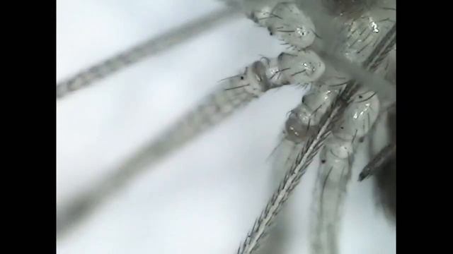 #test #zona #zoom #keindahanalam #yang #cantik #menakjubkan #labalaba #atau #tarantula #spiderman смотреть онлайн