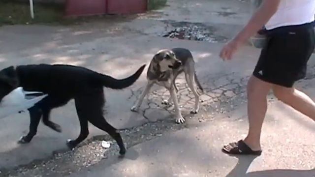 альфа лидер смотреть онлайн