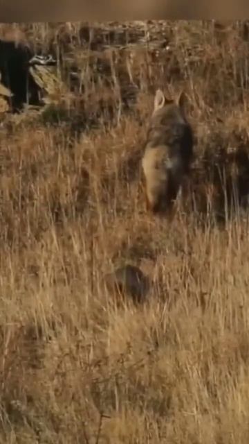 Барсук и Койот лучшие друзья #барсук #позновательно #познавательно смотреть онлайн