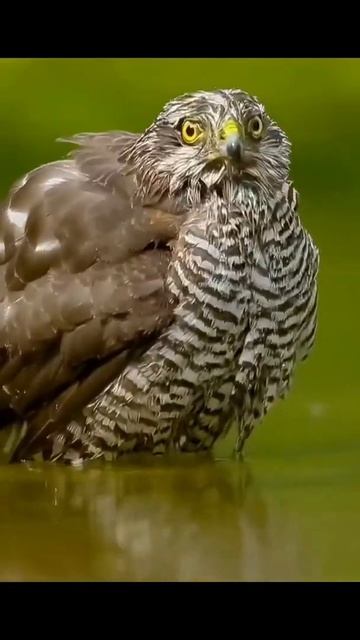 Beauty or not? #beauty #nature #naturelovers #animallover смотреть онлайн