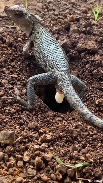 lizard#travel #lizard смотреть онлайн