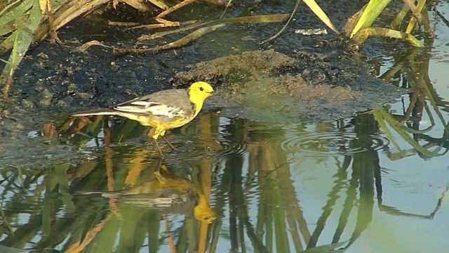 MIGRANT CITRINE WAGTAIL- FEEDING-IN SLOW MOTION 4K VIDEO-100FPS-WITH PANASONIC LUMIX DMC FZ200