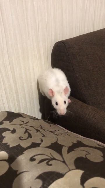 Ручная крыса смотреть онлайн