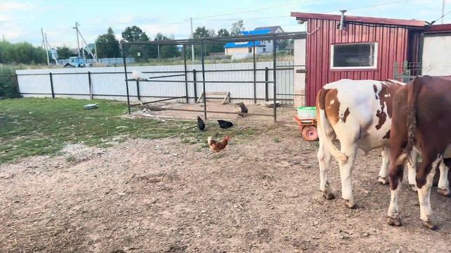 Приехал папа!Научились варить новый сыр! Ферма растёт и развивается! смотреть онлайн