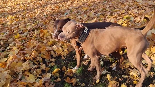 Карусель от Питбулей смотреть онлайн