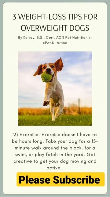 Top 3 weight loss tips for overweight dogs #shorts смотреть онлайн