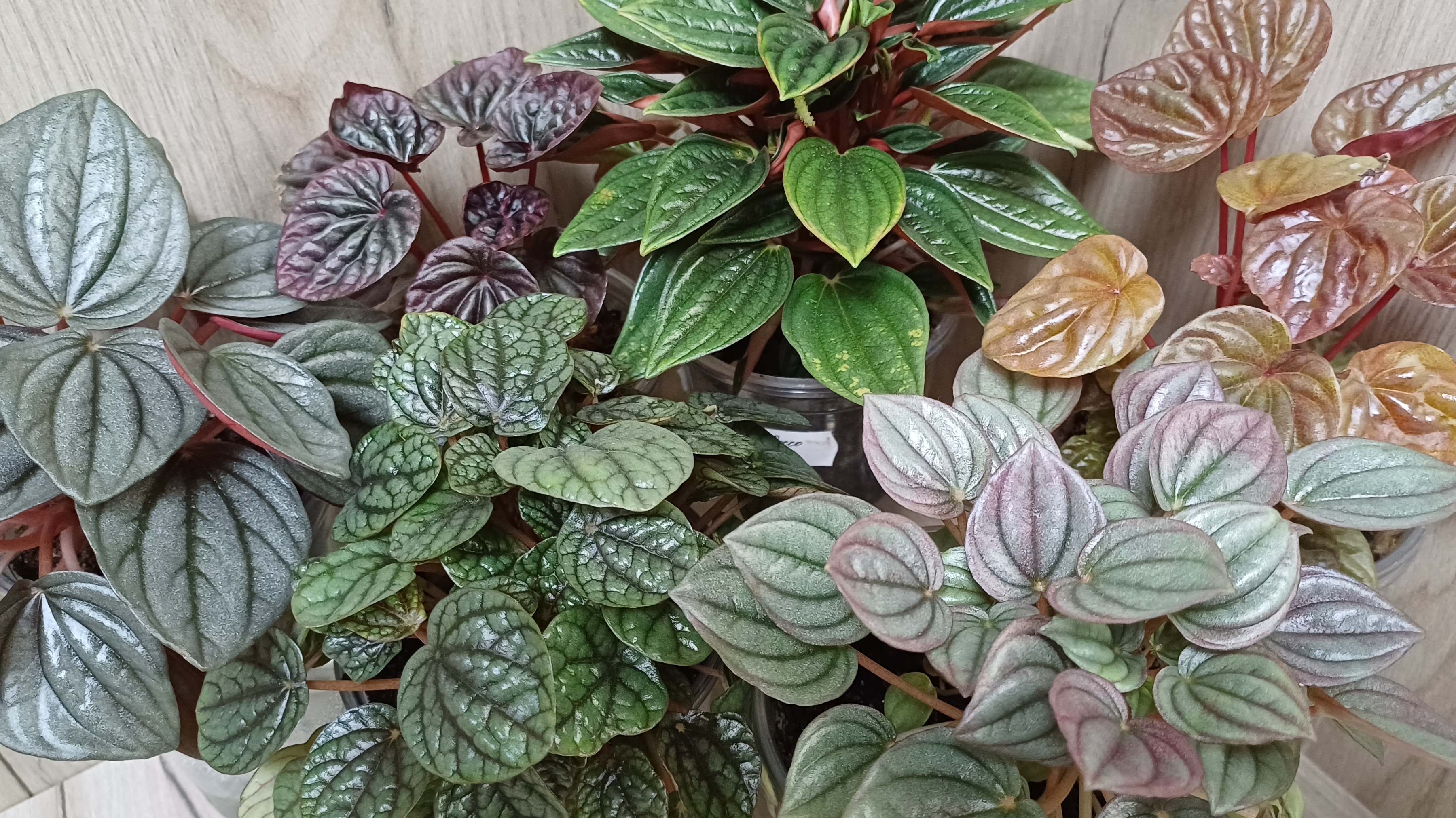 Коллекция моих пеперомий🍀☀️☘️ Зимний обзор❄️🎄❄️ смотреть онлайн