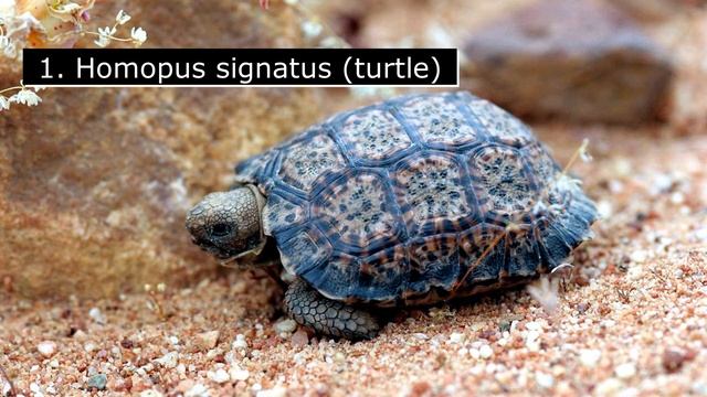 Did you know about bees, ants, mosquitoes, constellations and what are the smallest animals? смотреть онлайн