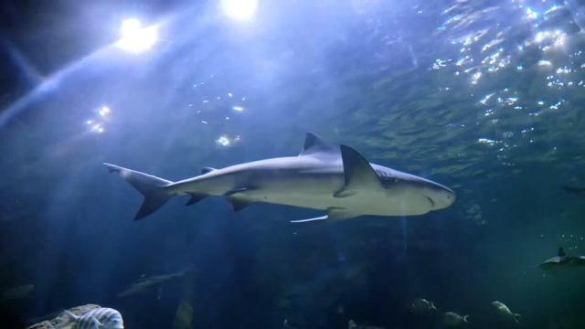 Real Shark Sound Effect | Shark Sounds |