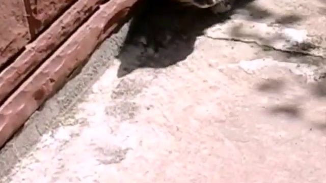 Кошка и ящерица! Смешной видеоролик. смотреть онлайн