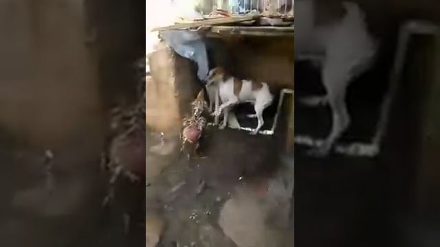 Сабака vs Курица победила курица смотреть онлайн