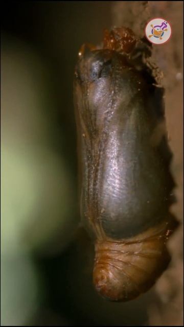 Wings of Wonder: The Secrets of Blue Butterflies Exposed! #Shorts #bluebutterfly #science смотреть онлайн