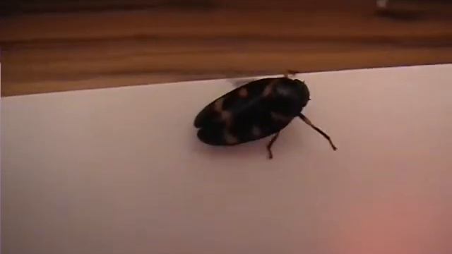 Cercopis sanguinolenta 4/4/2018 смотреть онлайн