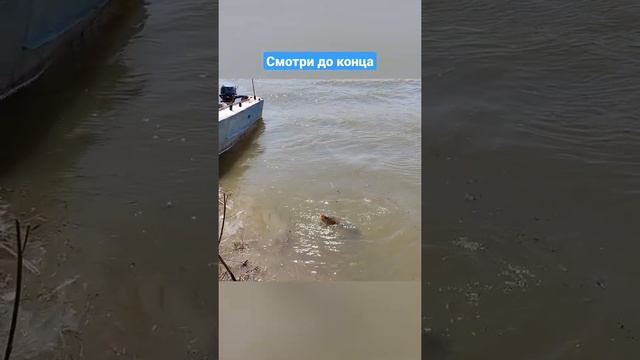 Астрахань крупный сазан смотреть онлайн