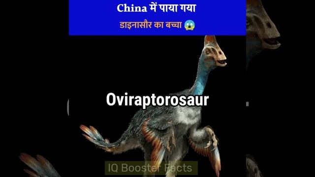 China में पाया गया डाइनासौर का बच्चा 🤔 ? | #shorts | IQ Booster Facts смотреть онлайн