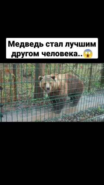 Медведь стал лучшим другом человека..😱 #мансур #сансара #медведь смотреть онлайн