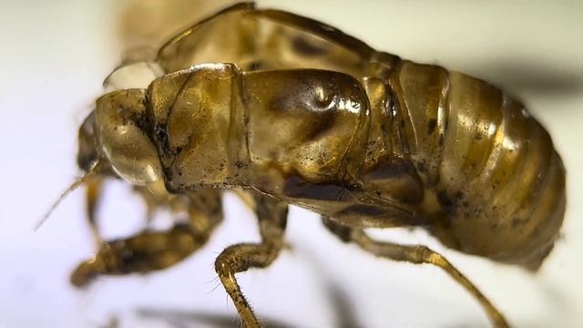 Exuviae Variation Among Australian Cicadas (Summer 2022-2023) смотреть онлайн
