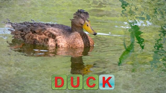 Learn to Read & And Save The Animals - Part 2 - ABC Games For Kids смотреть онлайн