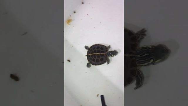 Hand Feeding The smallest cute Baby turtle Hatchling! Donatello Linebacker смотреть онлайн
