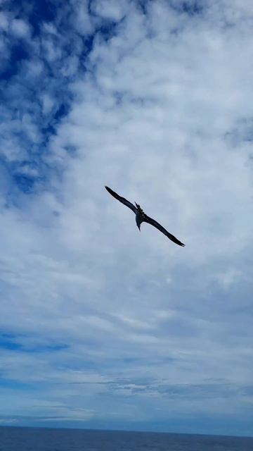 Seagull: Air Force Fighter jet at Mid sea 😀😀😀... #sailor #seagull #fighterjet #lifeatsea #airforce1 смотреть онлайн