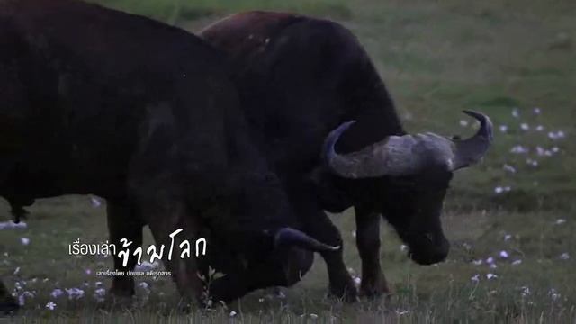 รายการ เรื่องเล่าข้ามโลก ตอนที่ 26 Lake Nakuru смотреть онлайн