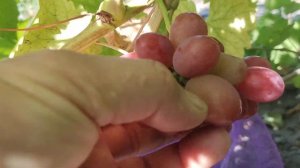 Виноград Воплощение 2023