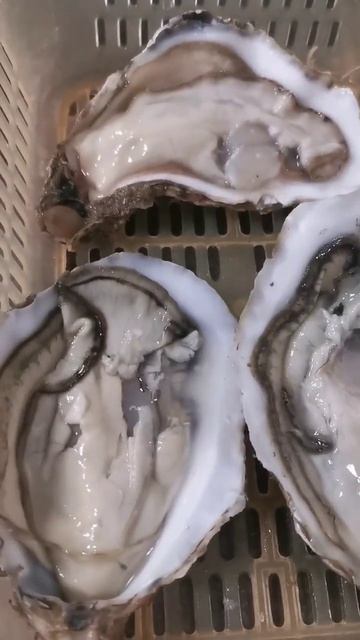 Giant oyster #mrketfoodies #shorts #seafood смотреть онлайн