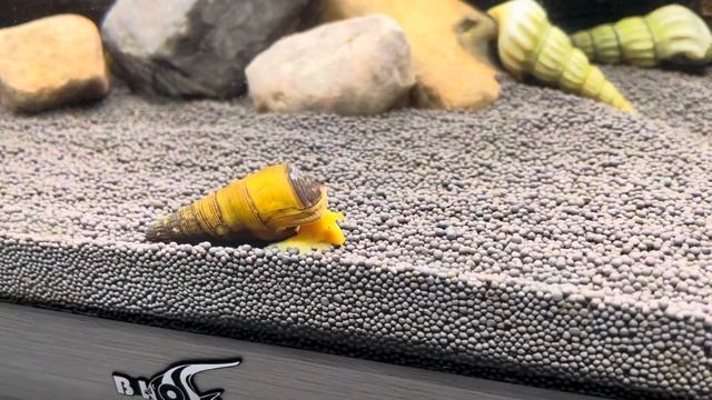 Улитка Посо оранжевый кролик (Тиломелания) смотреть онлайн