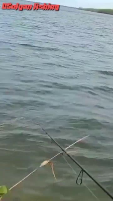 Baby baracuda#shorts смотреть онлайн