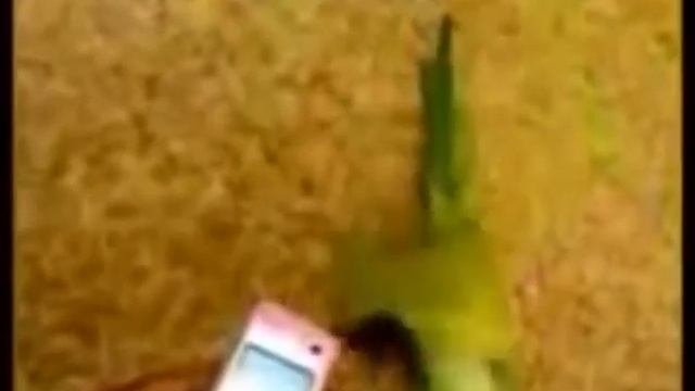 Попугай крутой танцор.Полный Ржач. Советую Смотреть!! смотреть онлайн