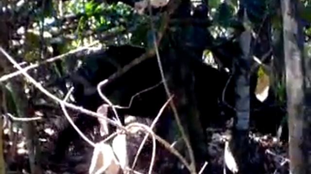 Tapir in Corcovado смотреть онлайн