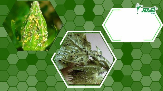 Educational Video - Rasi Seeds APHIDS MARATHI смотреть онлайн